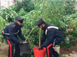 gaggiano-serra-clandestina-coltivazione-marijuana