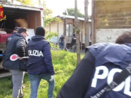 piantagione-marijuana-abbazia-Chiaravalle