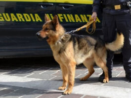 cani-antidrogak