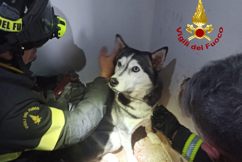 corsico-husky-salvata-dai-pompieri