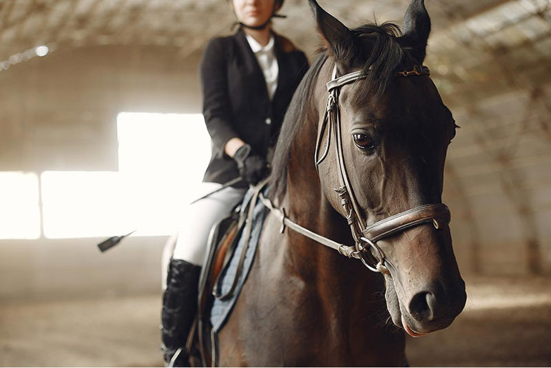 cavallo