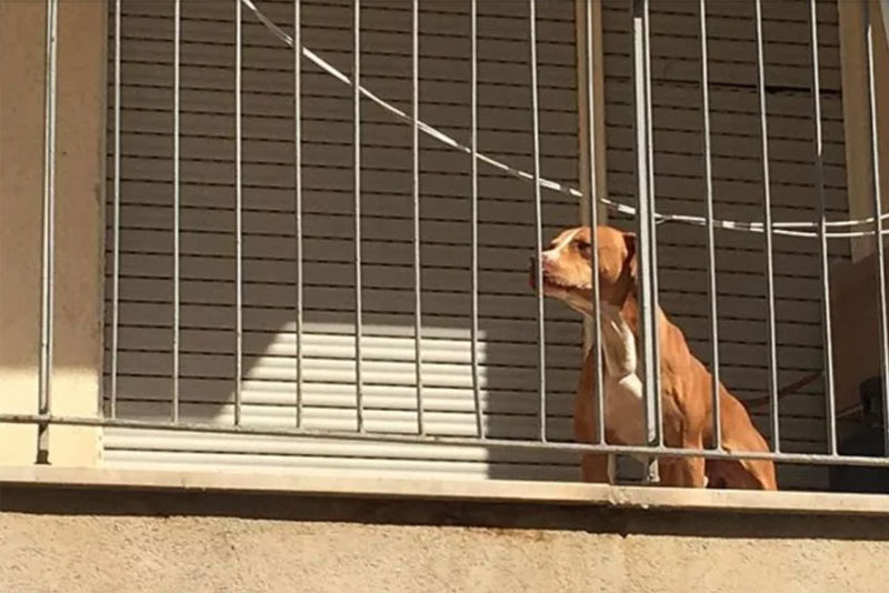 molosside-sul-balcone