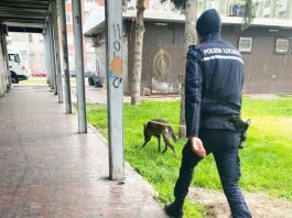 polizia-locale-rozzanok